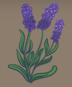 Lavender